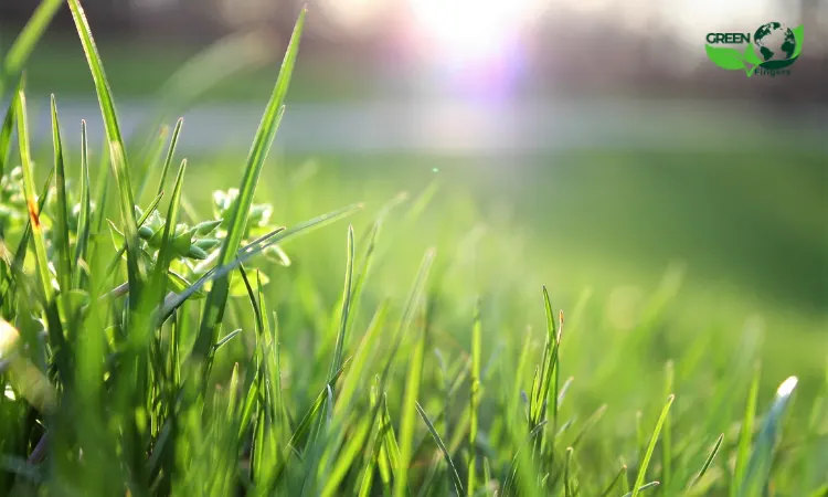 Hydroseeding neden kaliteli?