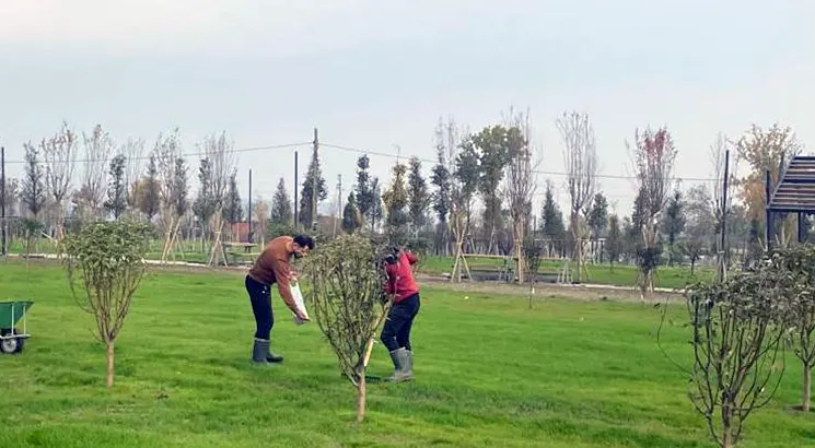 Bafra - Germination and Public Garden Project